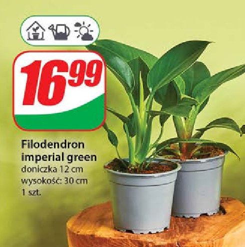 Filodendron imperial green 12 cm promocja