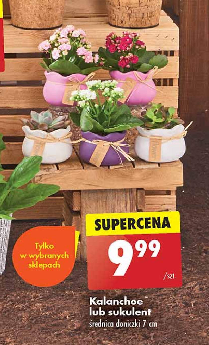 Sukulent don. 7 cm promocja