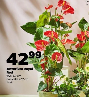 Anturium Royal Red promocja w Netto