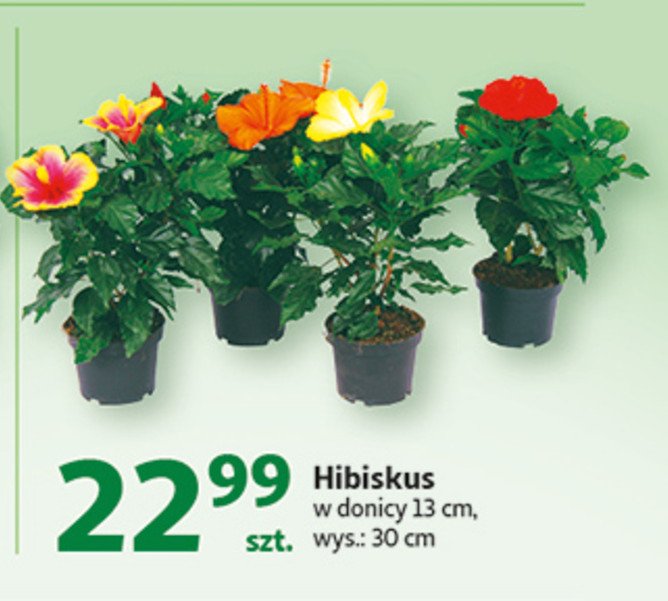 Hibiscus don. 13 cm promocja