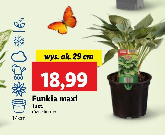 Funkia promocja