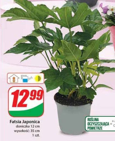 Fatsia japonica don. 12 cm promocja