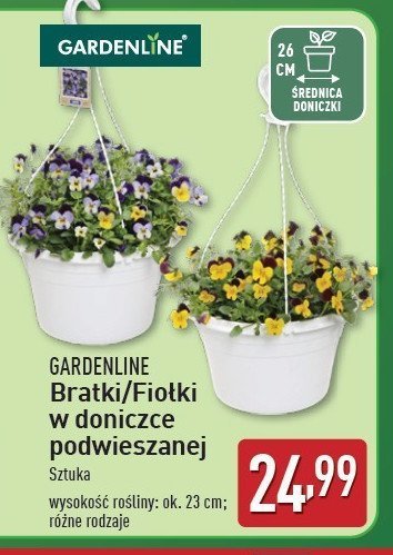 Bratki w doniczce podwieszanej GARDEN LINE promocja