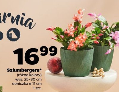 Szlumbergera (różne kolory) promocja w Netto