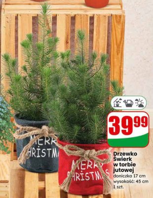 Drzewko Świerk w torbie jutowej doniczka 17 cm promocja w Dino