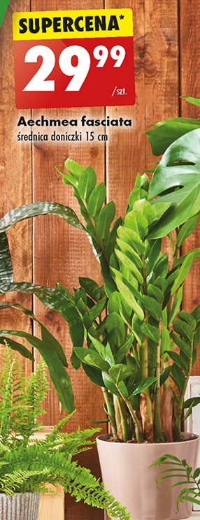 Aechmea fasciata promocja