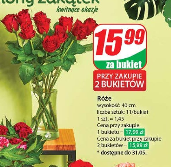 Róża promocja w Dino