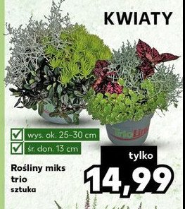 Ro艣liny miks trio promocja