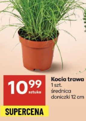 Kocia trawa średnica doniczki 12 cm promocja w Delikatesy Centrum