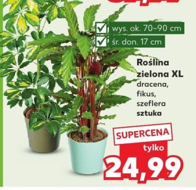 Roślina zielona XL szeflera  promocja w Kaufland