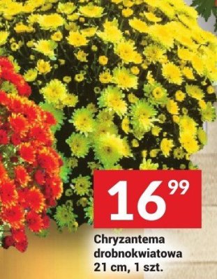 Chryzantema promocja w Tw贸j Market