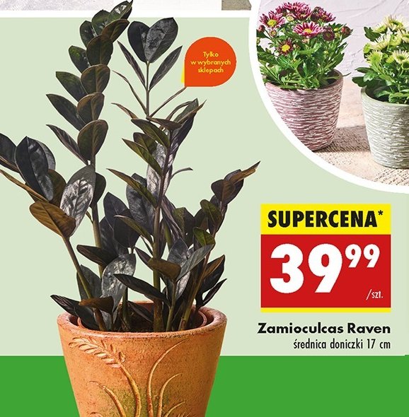 Zamioculcas raven 艣r. 17 cm promocja