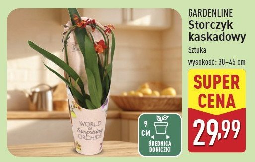 Storczyk kaskadowy GARDEN LINE promocja w Aldi