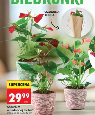 Roślina Anturium w ozdobnej torbie średnica doniczki 12 cm promocja w Biedronka