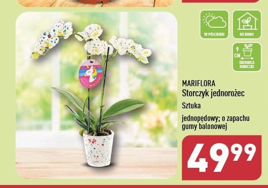 Storczyk jednorożec promocja