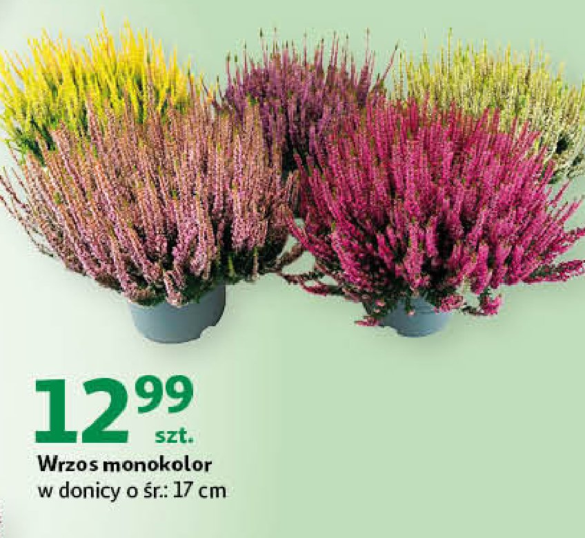 Wrzosiec monokolor 17 cm promocja