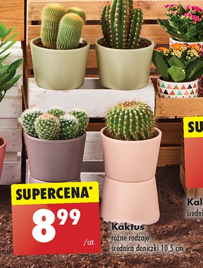 Kaktus don. 10.5 cm promocja