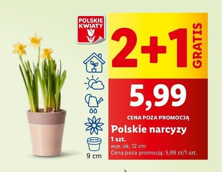 Narcyz 12 cm promocja