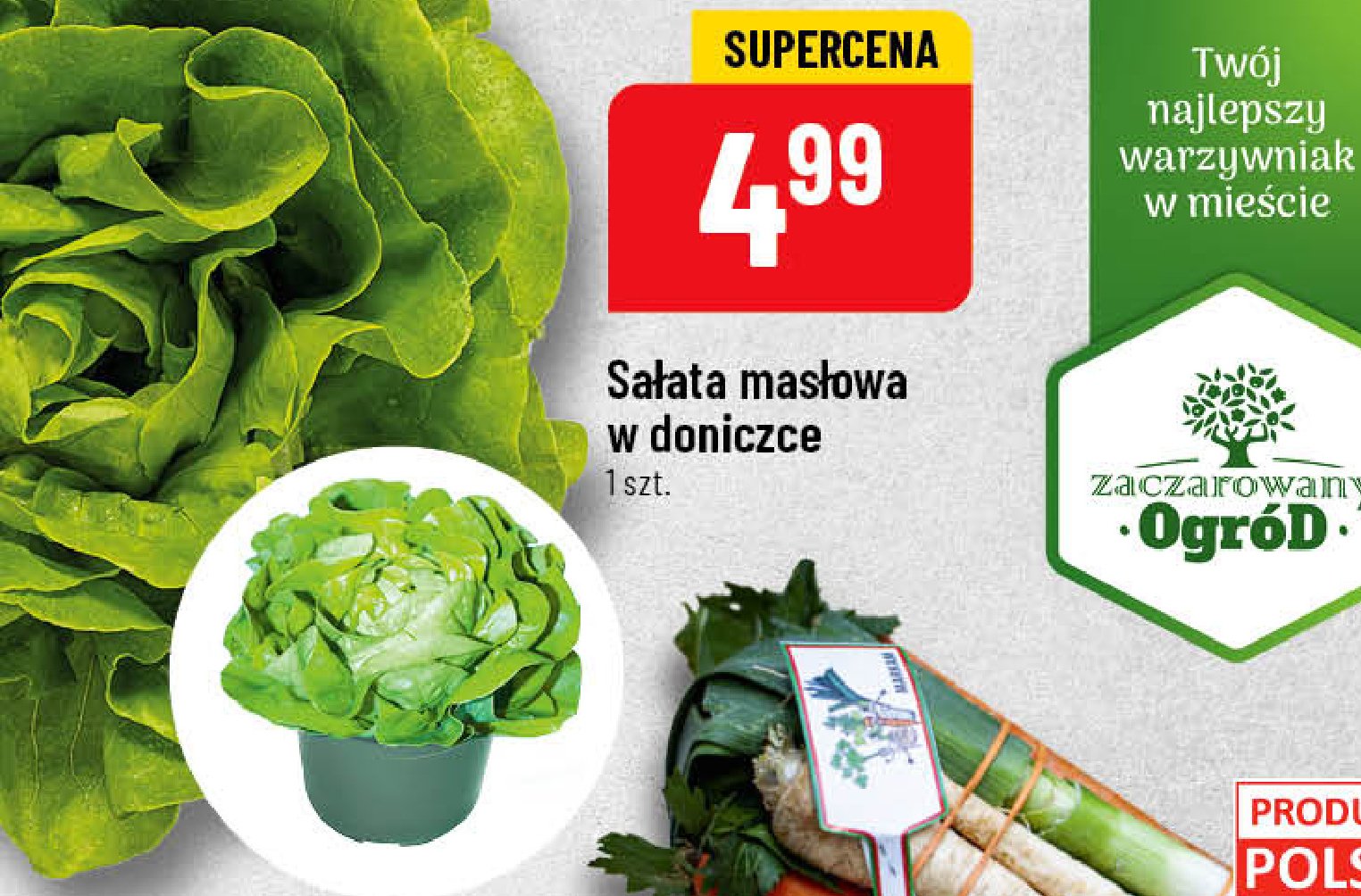 Sałata masłowa
