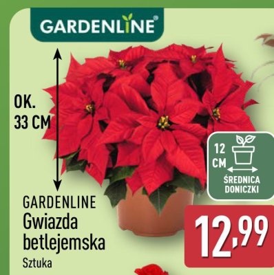 GARDENLINE Gwiazda betlejemska Sztuka promocja w Aldi
