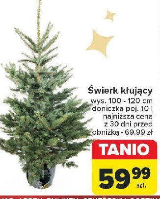 Świerk kłujący w doniczce 100-120 cm promocja w Carrefour Market