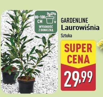 Laurowiśnia 80 - 100 cm GARDEN LINE promocja w Aldi