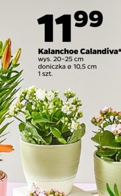 Kalanchoe Calandiva wys. 20-25 cm doniczka ø 10,5 cm 1 szt. promocja w Netto