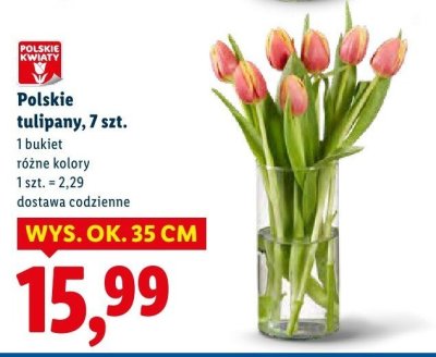 Polskie tulipany, 7 szt. promocja w Lidl