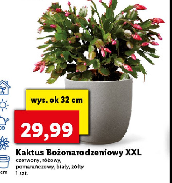 Kaktus bożonarodzeniowy żółty 32 cm promocja