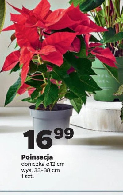 Poinsecja 12 cm promocja w Netto