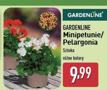 Mini petunia don. 12 cm promocja w Aldi