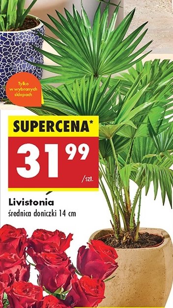 Livistonia promocja w Biedronka