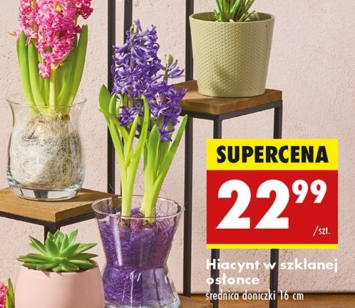 Hiacynt w szklanej osłonce 16 cm promocja