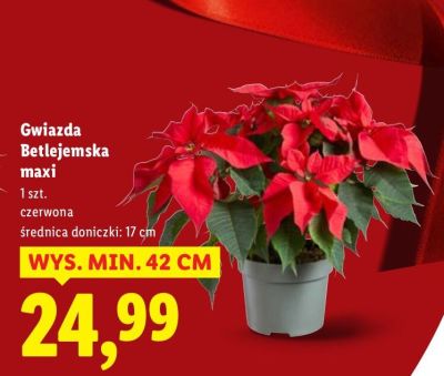 Gwiazda Betlejemska maxi promocja w Lidl