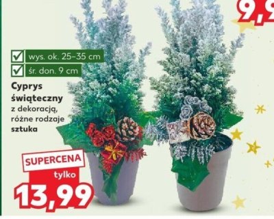 Cyprys świąteczny z dekoracją różne rodzaje sztuka promocja w Kaufland