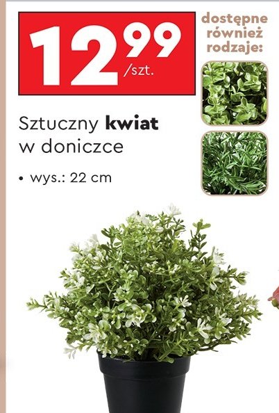 Sztuczny kwiat w doniczce promocja w Biedronka