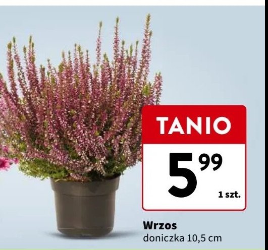 Wrzos don. 10.5 cm promocja