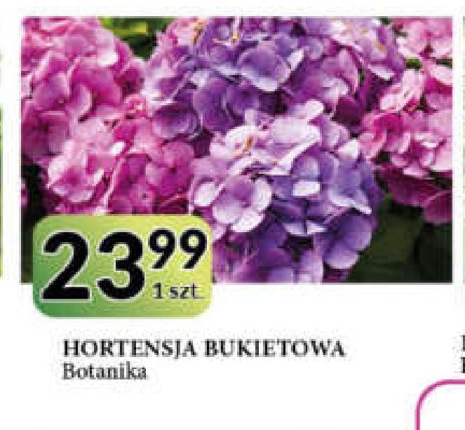 Hortensja ogrodowa Botanika promocja
