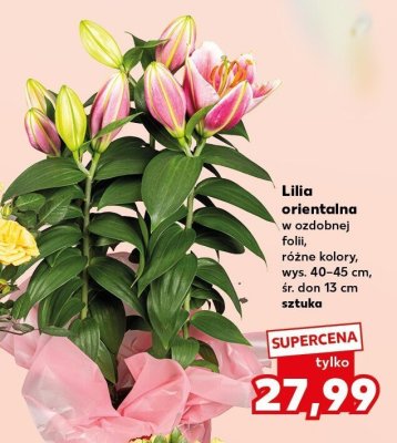 Lilia orientalna w ozdobnej folii różne kolory promocja w Kaufland