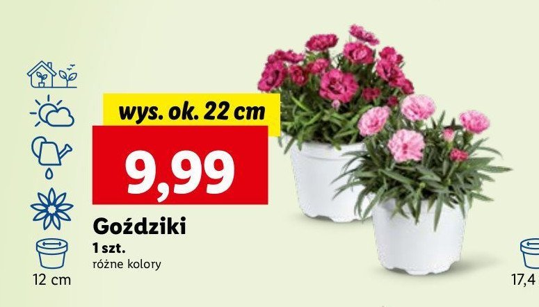 Goździki 22 cm promocja