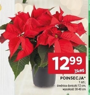 Poinsecja promocja w Stokrotka