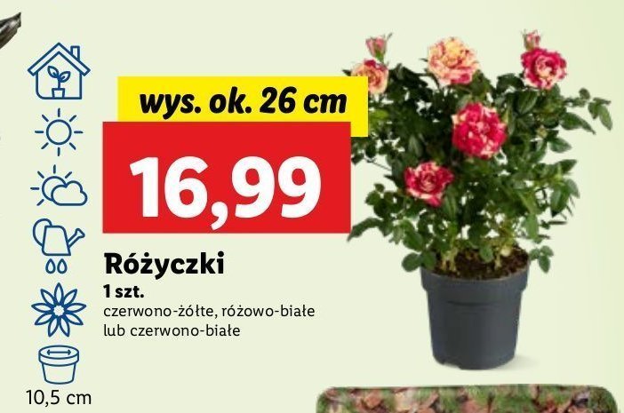 Różyczka czerwono-biała 26 cm promocja