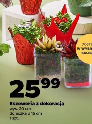 Eszeweria z dekoracją promocja w Netto