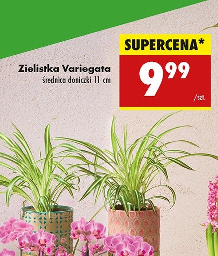 Zielistka variegata 11 cm promocja