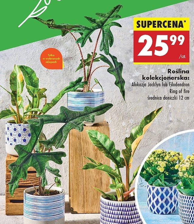 Alokazja don. 12 cm promocja w Biedronka