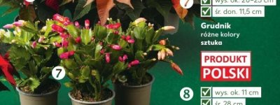 Grudnik różne kolory sztuka promocja w Kaufland