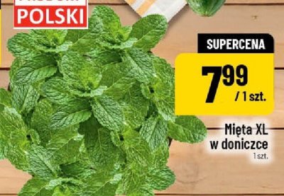 Mięta XL w doniczce promocja w POLOmarket