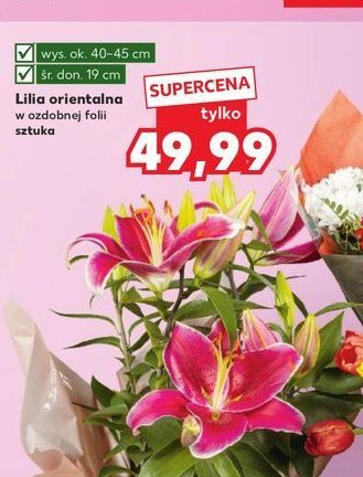 Lilia orientalna don. 19cm promocja w Kaufland