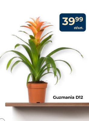 Guzmania D12 promocja w PSB Mrówka