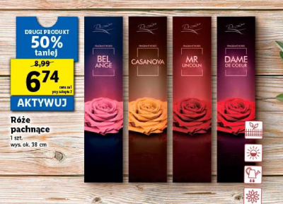 Róża pachnąca casanova promocja